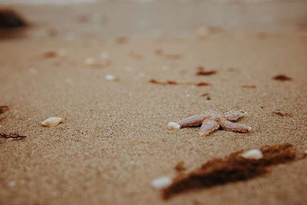 Einsamer Seestern am Strand